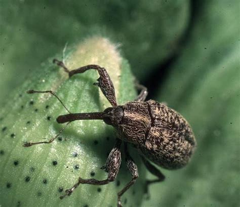 the boll weevil's impact usa test prep|boll weevil control.